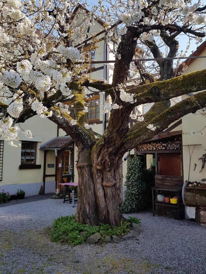 Ferienwohnung Zum-Alten-Kirschbaum Limburg an der Lahn Dış mekan fotoğraf